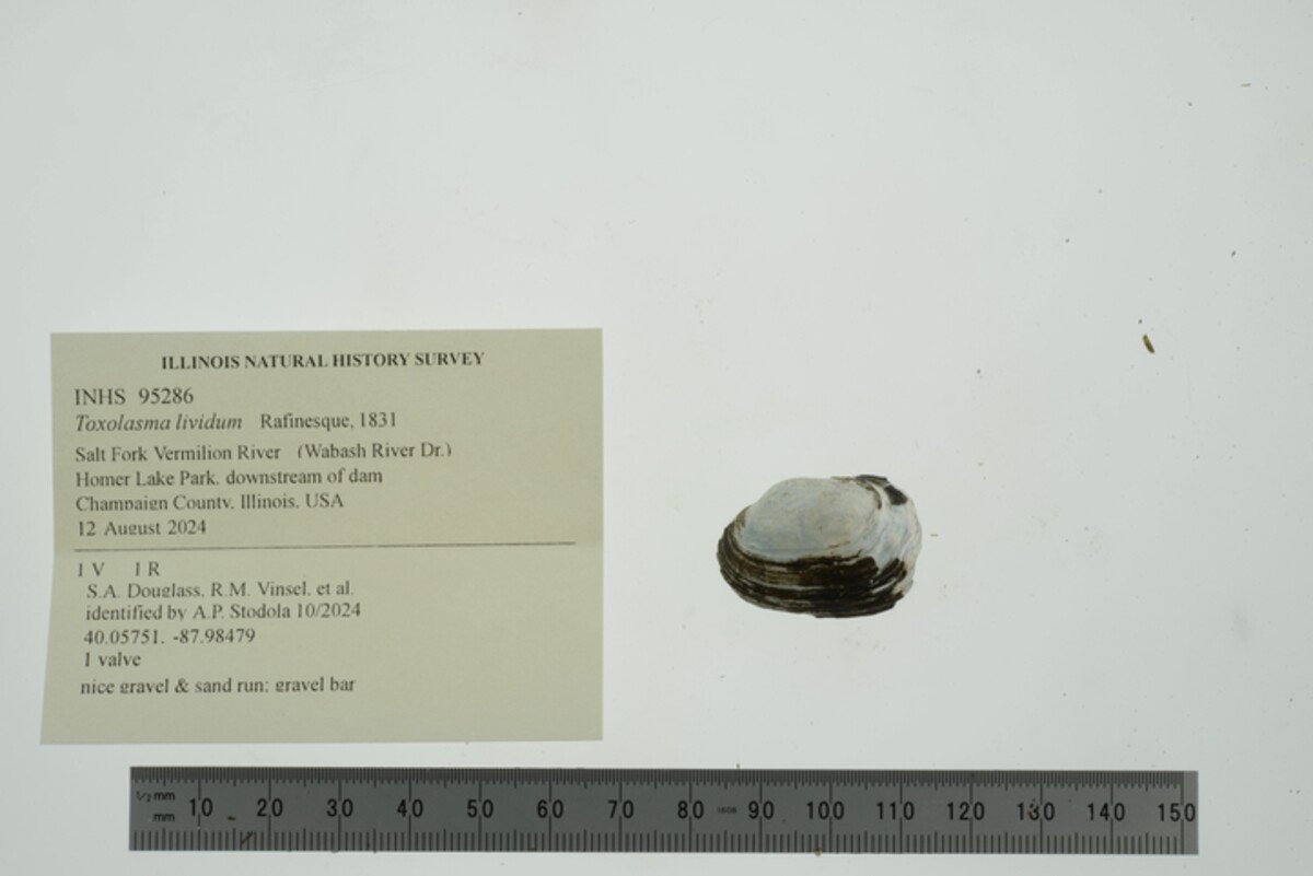Toxolasma lividum image