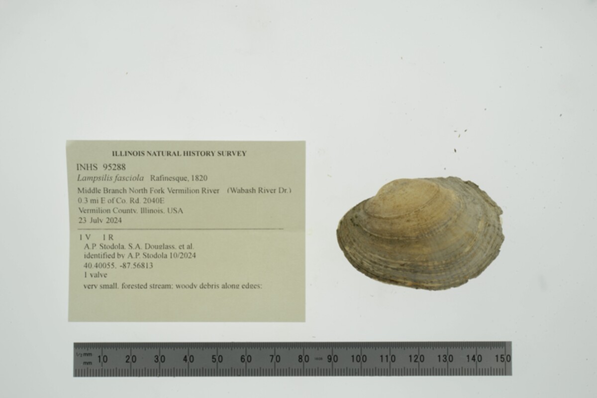 Lampsilis fasciola image