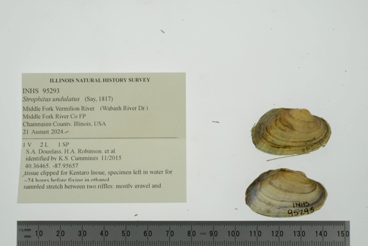 Strophitus undulatus image
