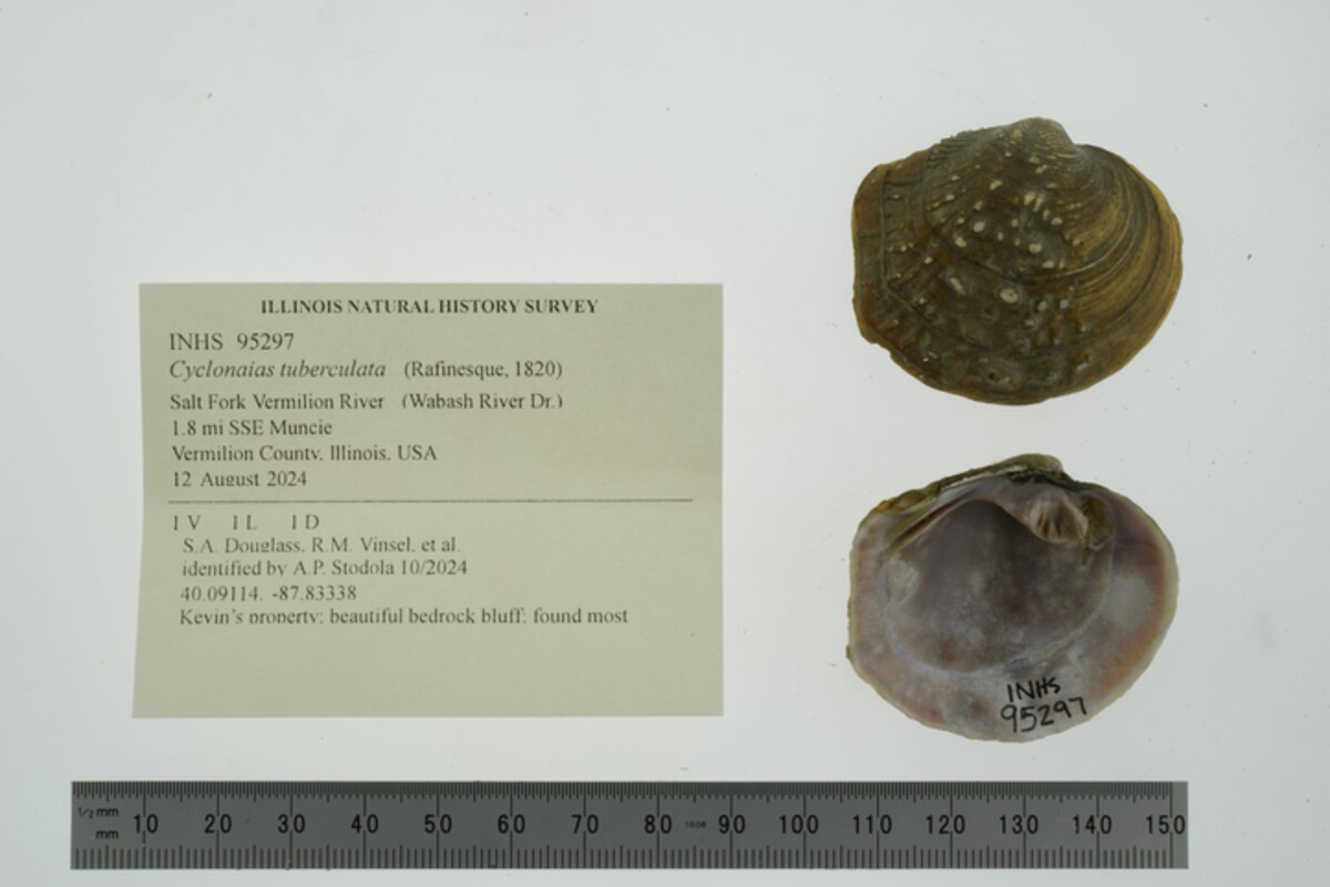 Cyclonaias tuberculata image