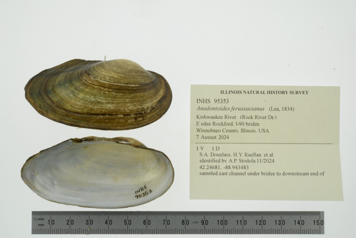 Anodontoides ferussacianus image