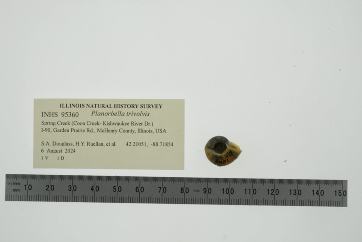 Planorbella trivolvis image
