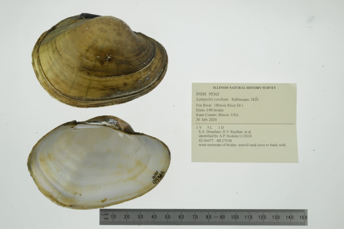 Lampsilis cardium image