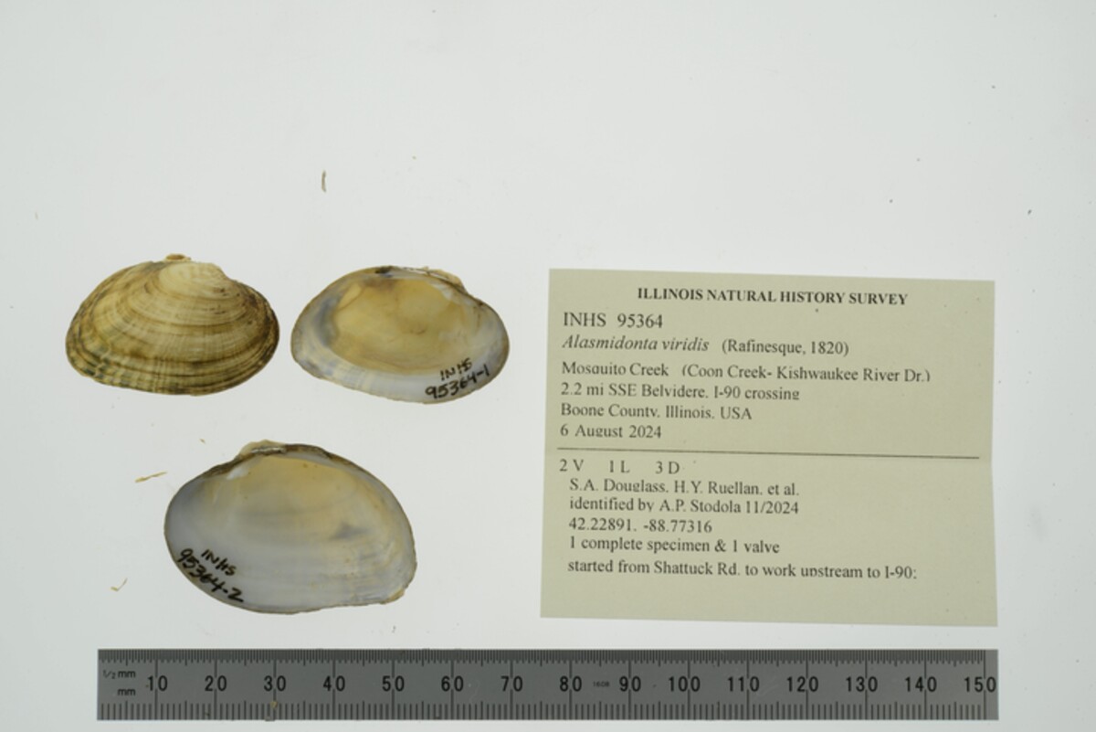 Alasmidonta viridis image