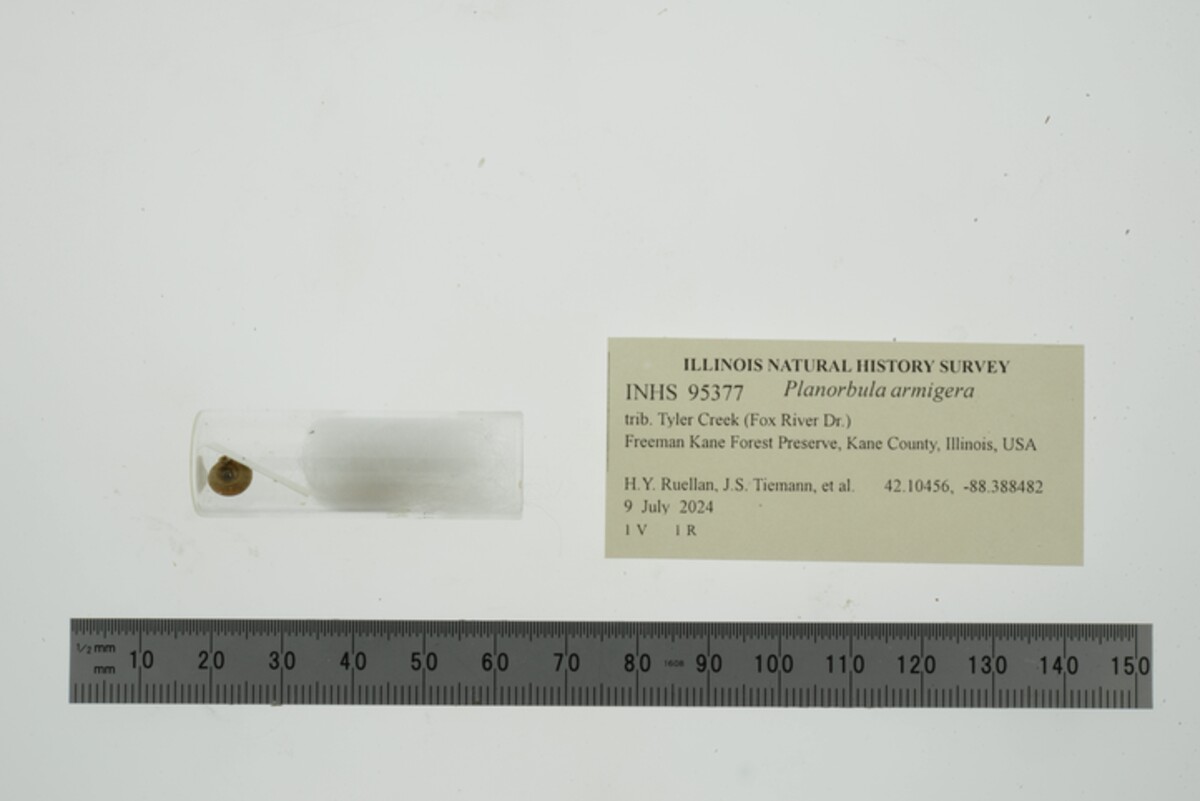 Planorbula armigera image