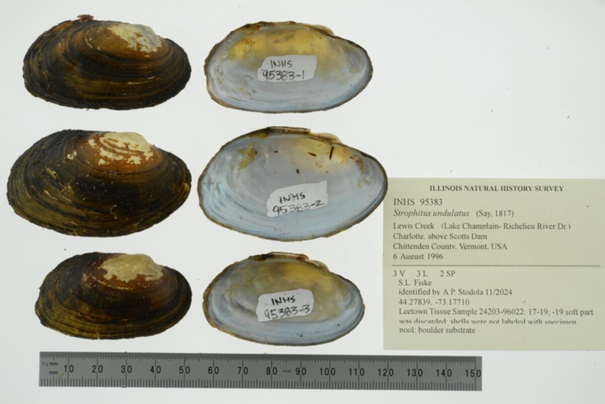 Strophitus undulatus image