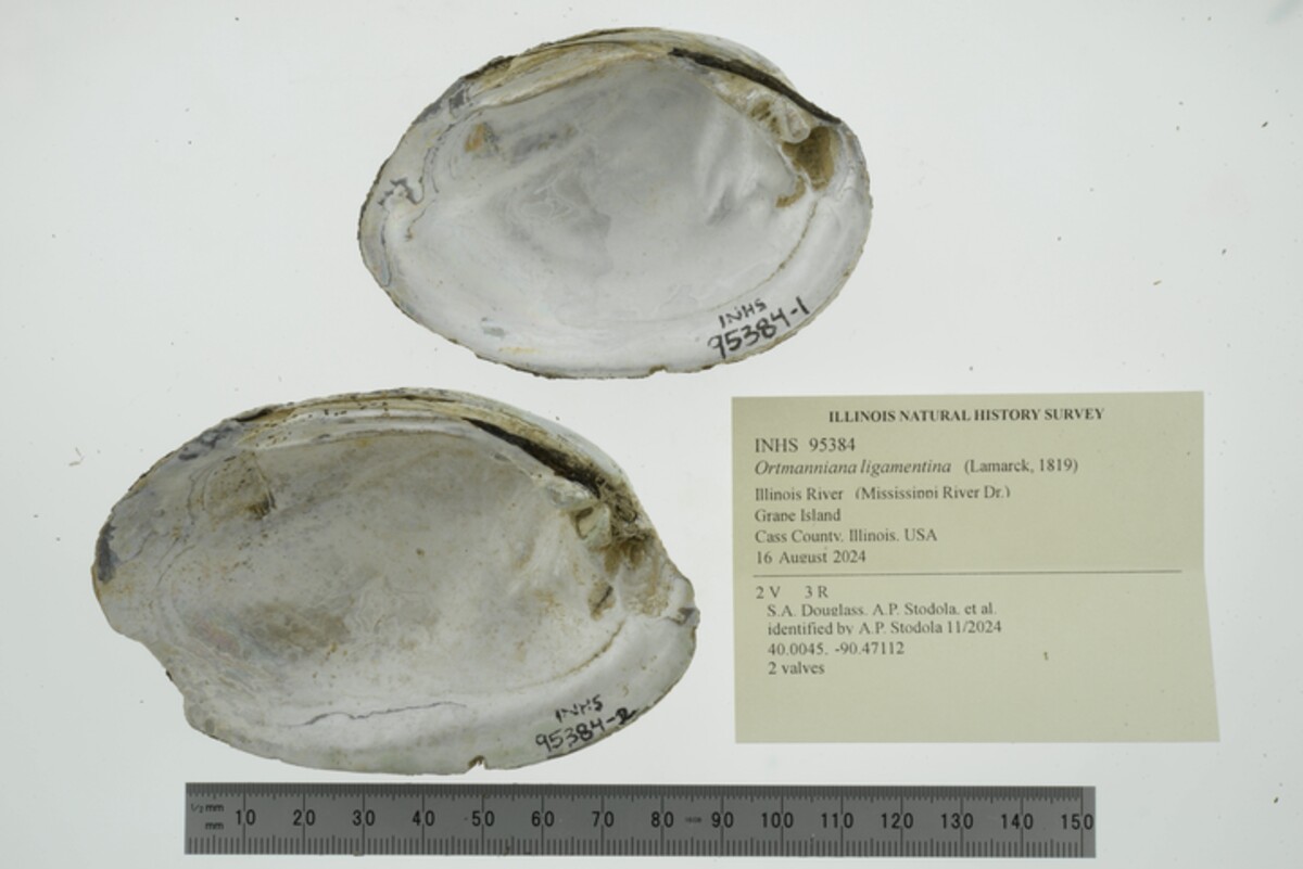 Ortmanniana image