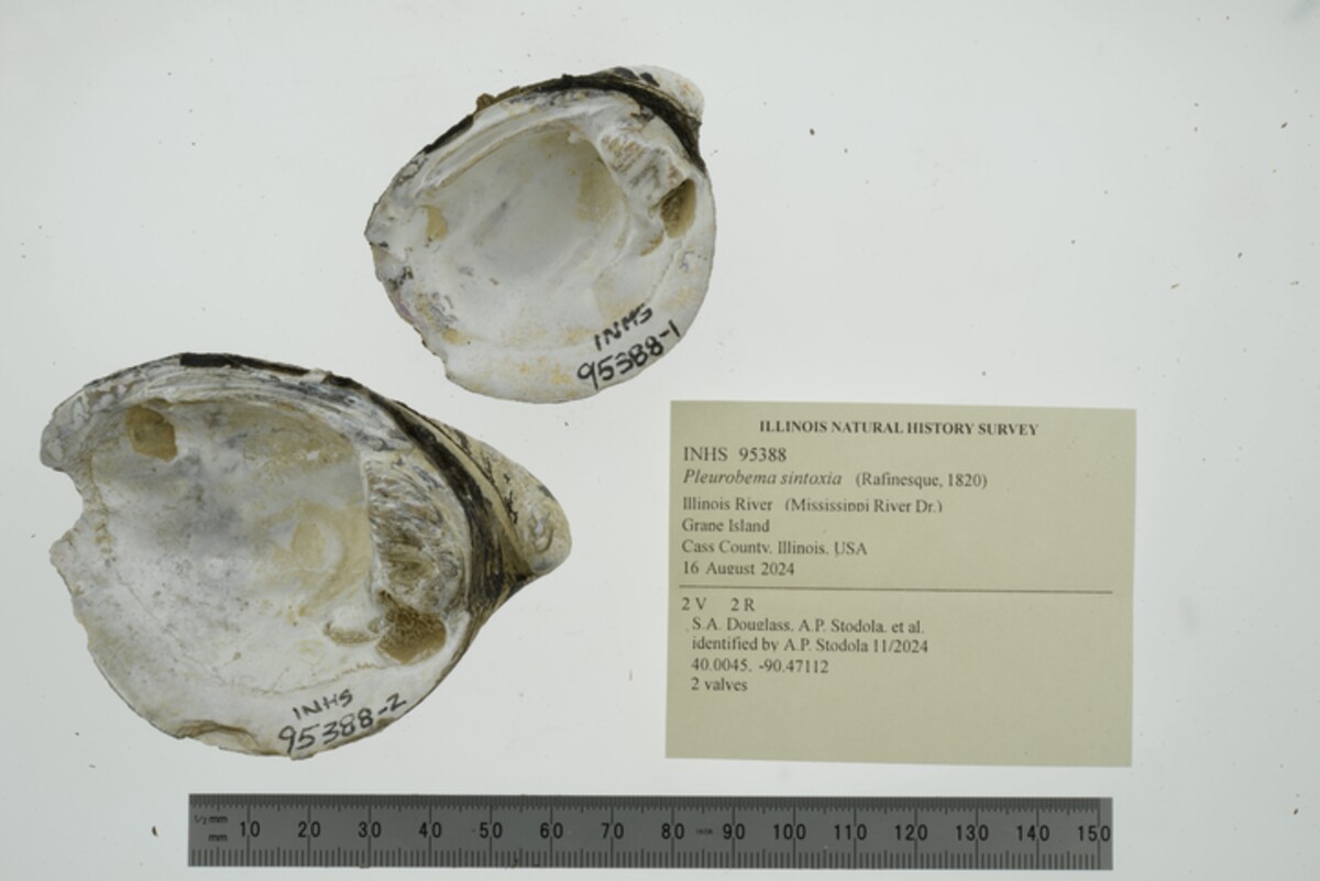 Pleurobema sintoxia image