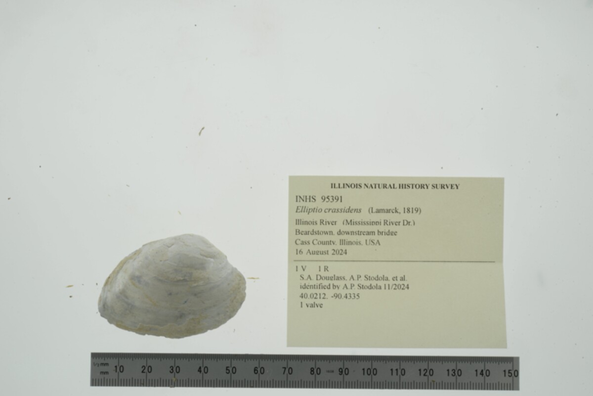 Elliptio image