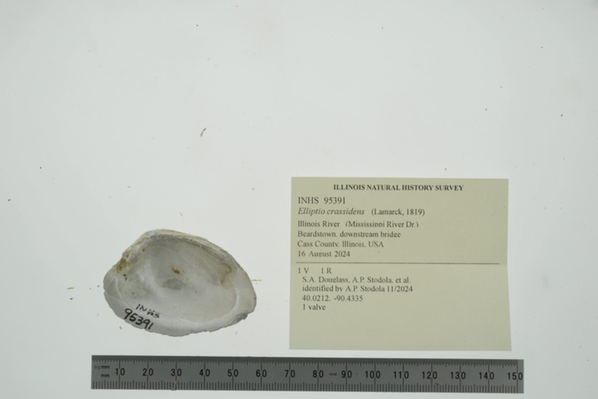 Elliptio crassidens image