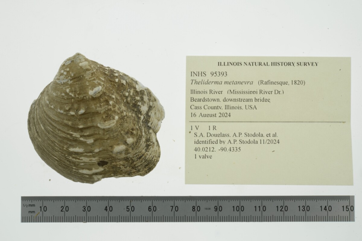 Theliderma metanevra image