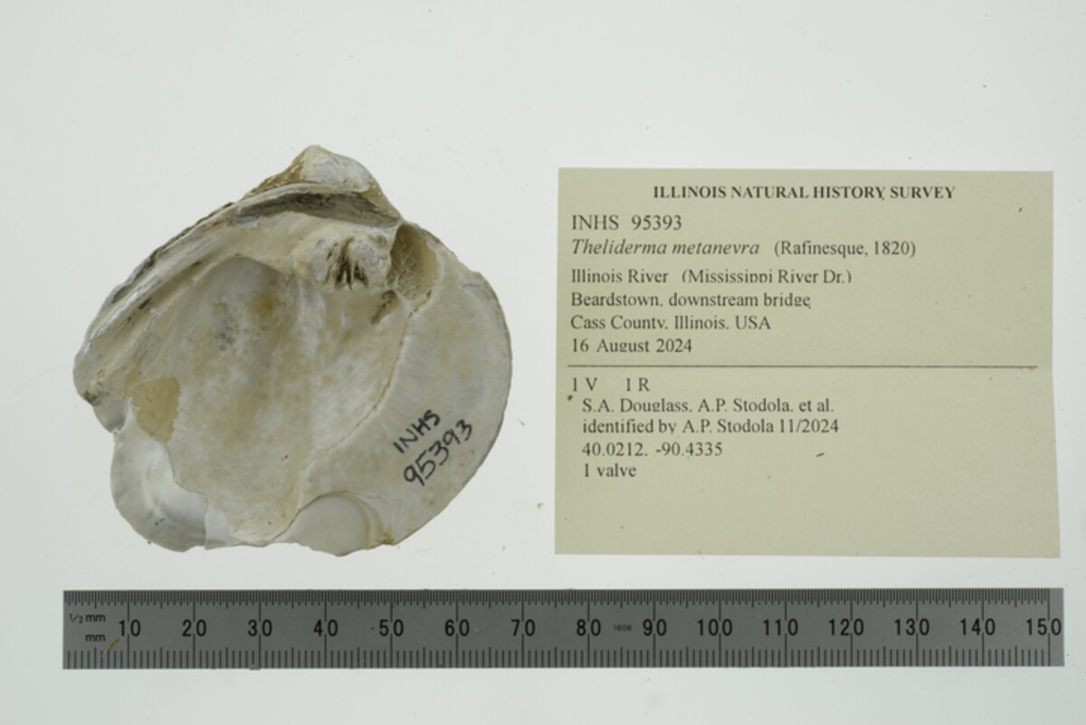 Theliderma metanevra image