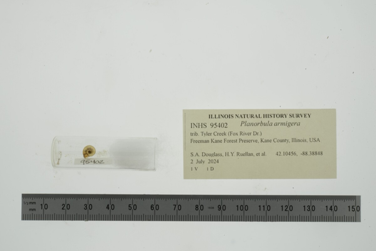 Planorbula armigera image