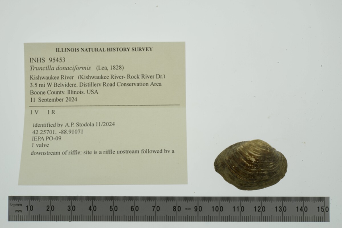 Truncilla donaciformis image