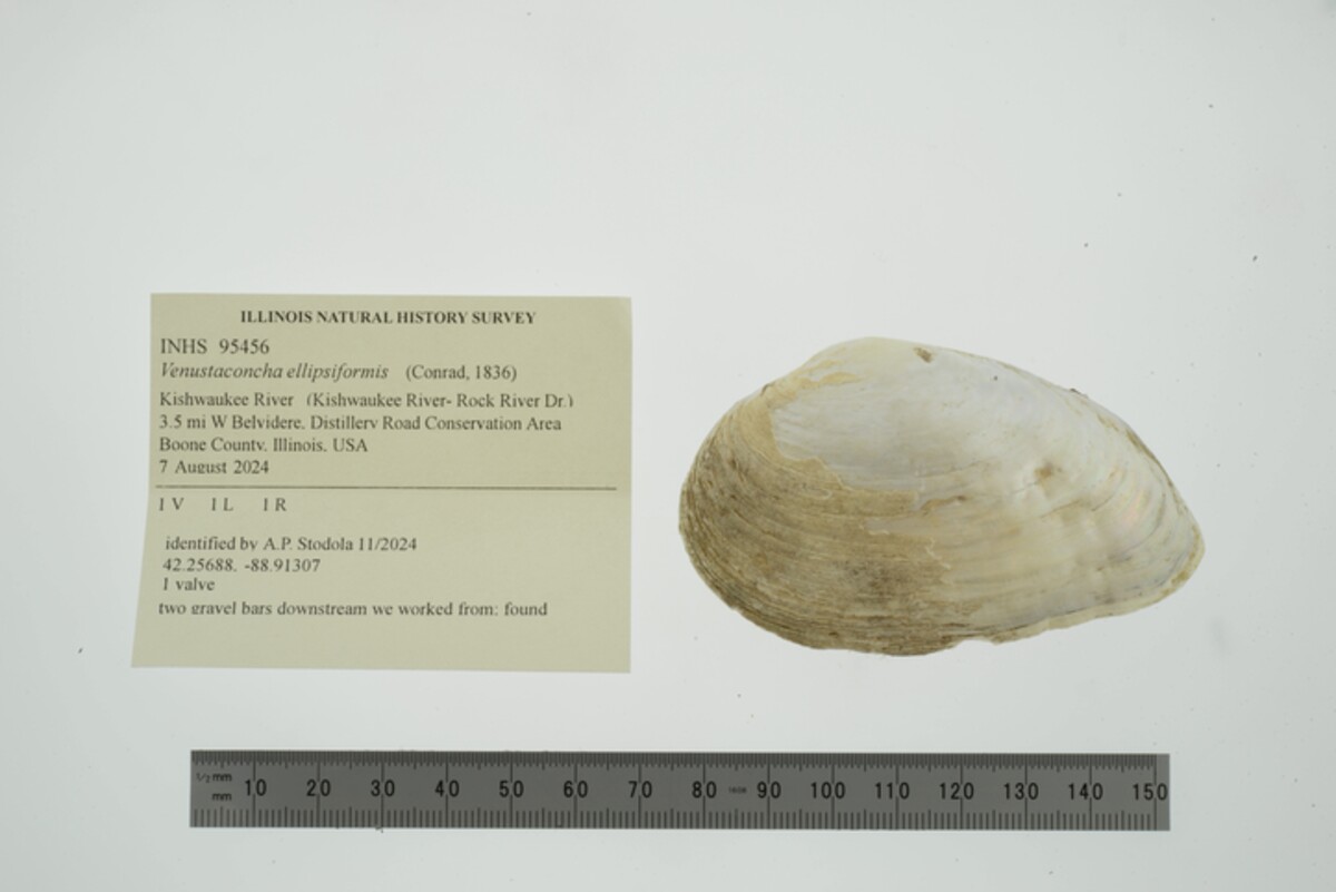 Venustaconcha ellipsiformis image