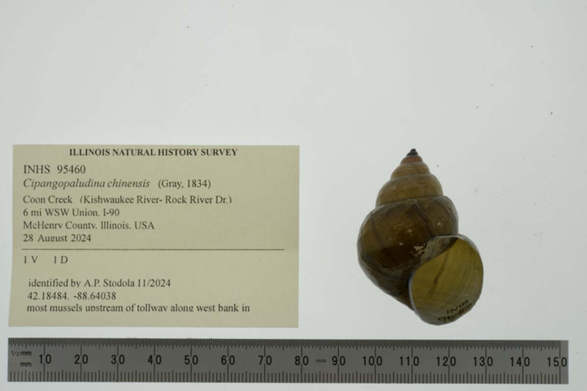 Cipangopaludina chinensis image