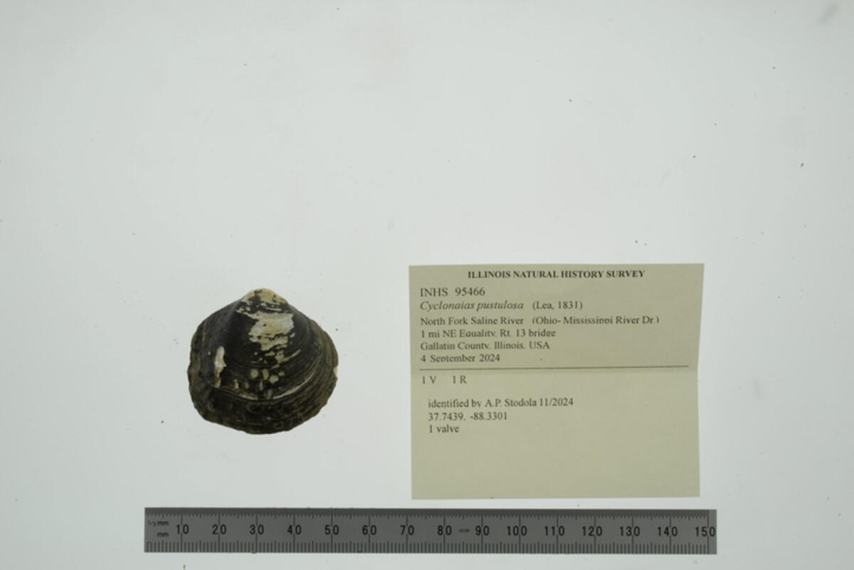 Cyclonaias pustulosa image