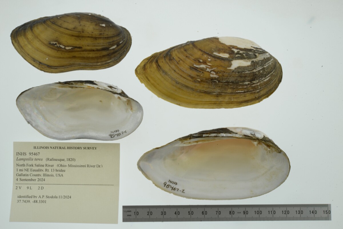 Lampsilis teres image