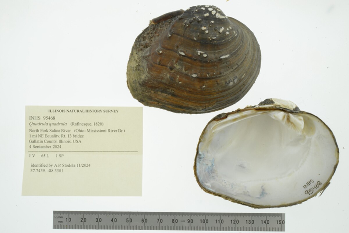 Quadrula quadrula image