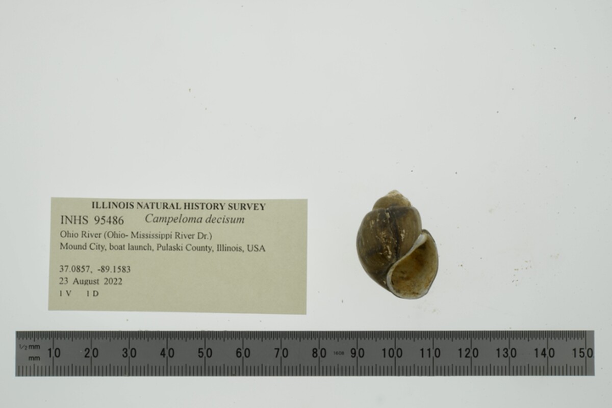 Campeloma image