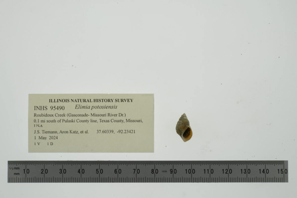 Elimia potosiensis image