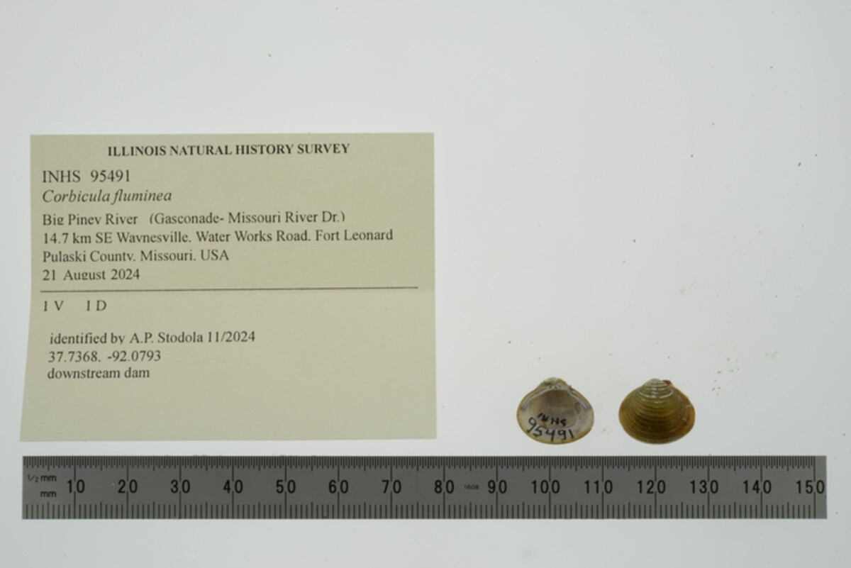 Corbicula fluminea image