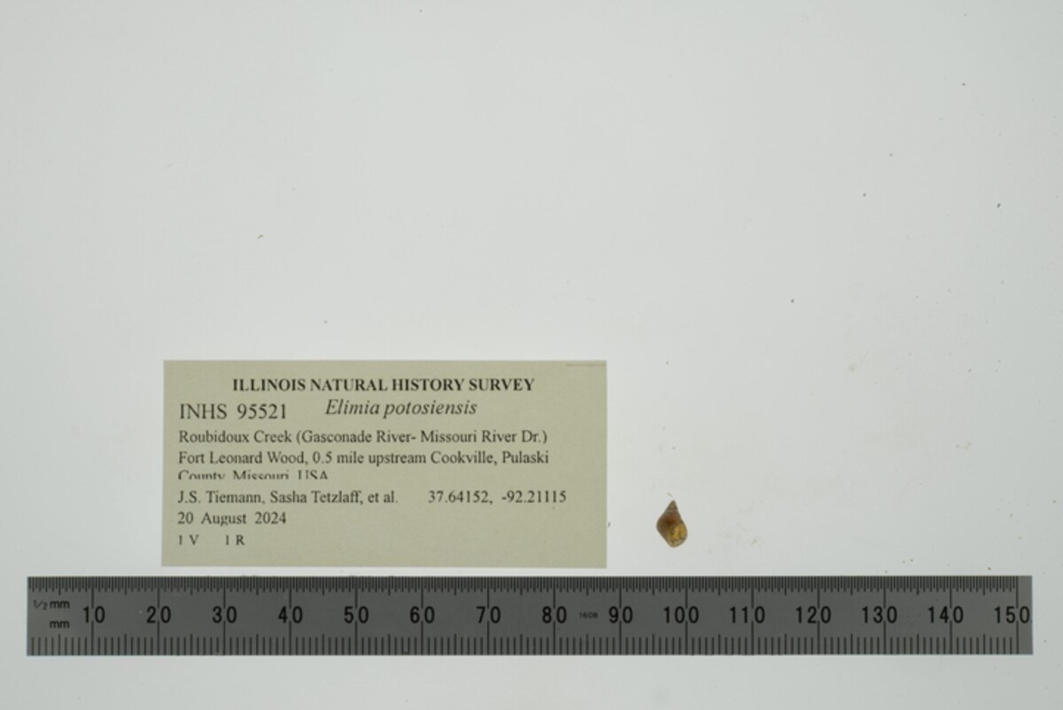 Elimia potosiensis image