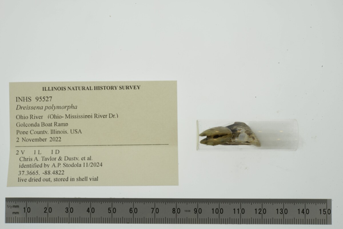 Dreissena polymorpha image