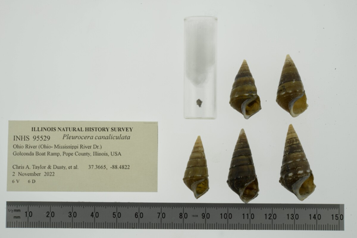 Pleurocera canaliculata image