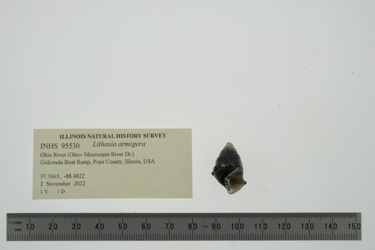 Lithasia image