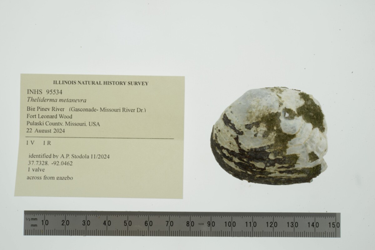 Theliderma metanevra image