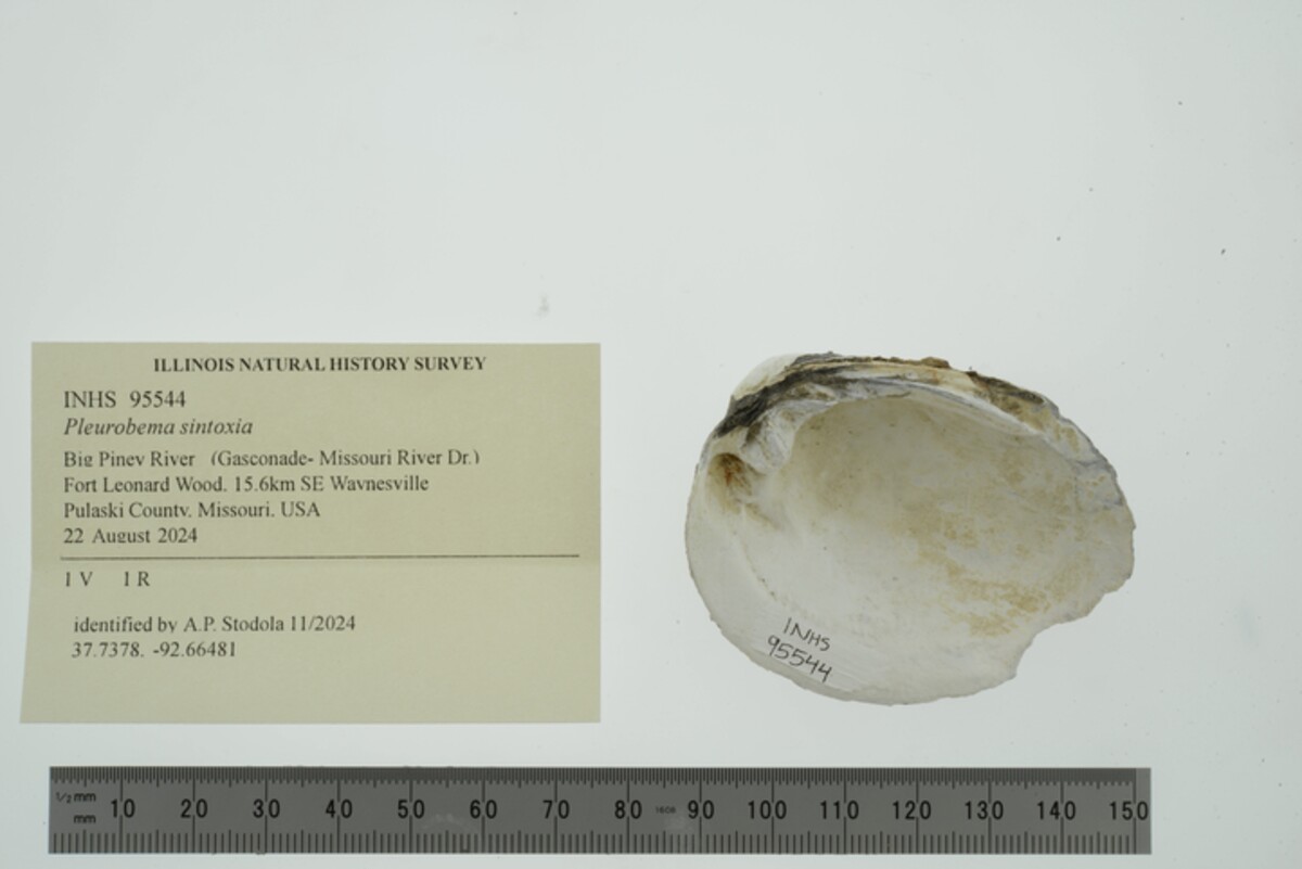 Pleurobema sintoxia image