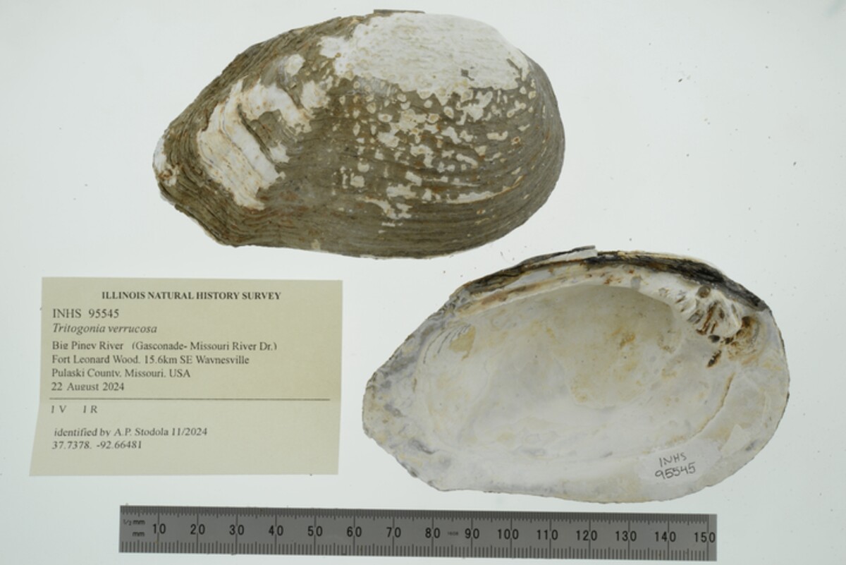 Tritogonia verrucosa image