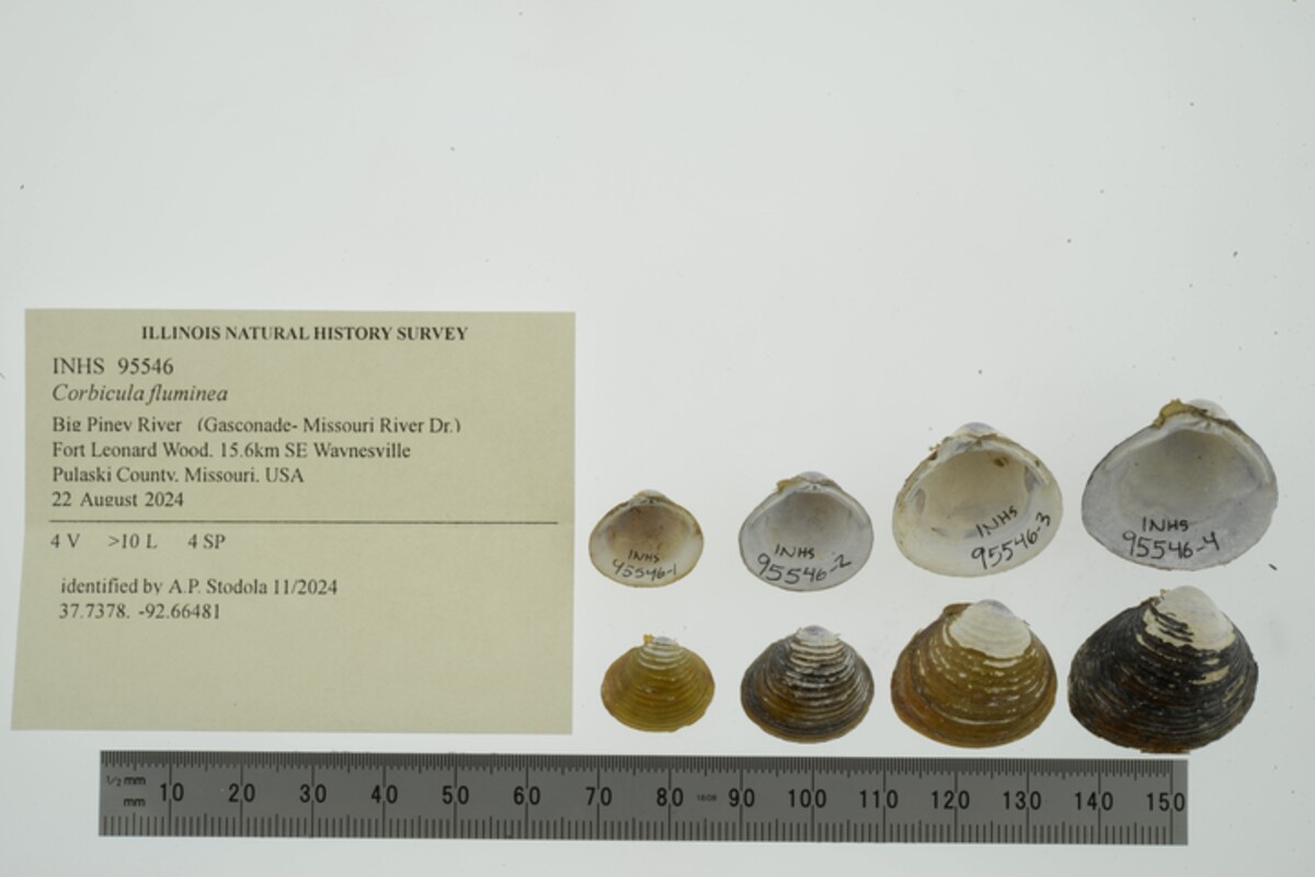 Corbicula fluminea image