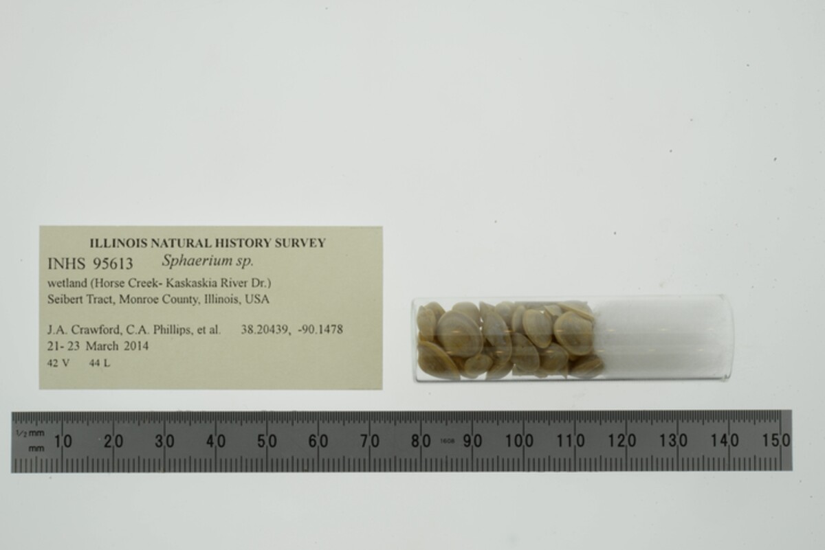 Sphaerium image