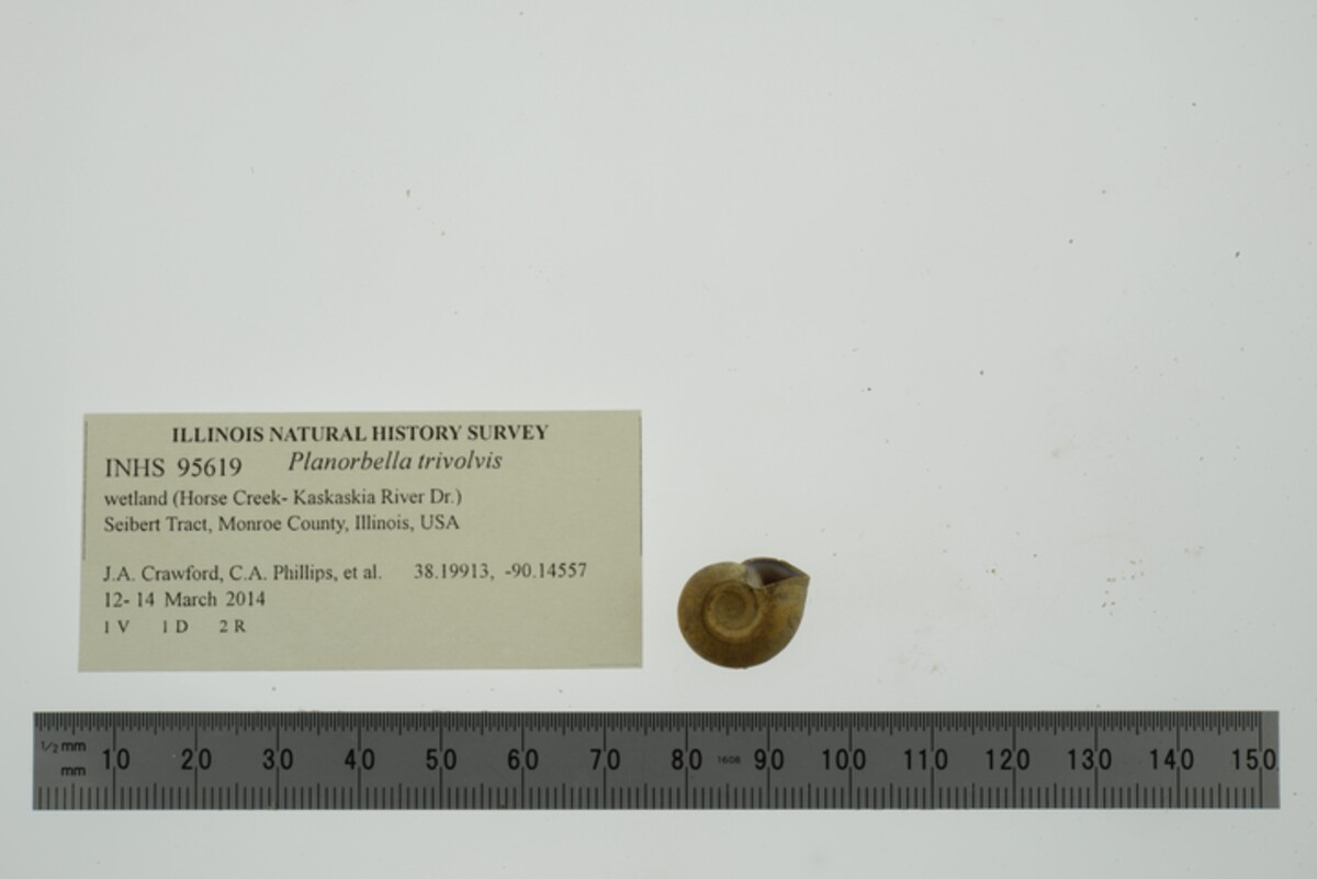 Planorbella trivolvis image