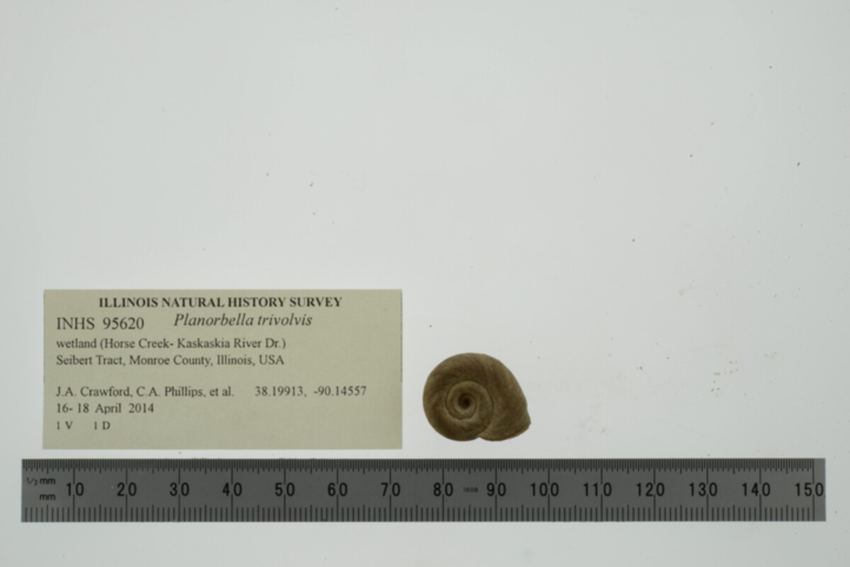 Planorbella trivolvis image