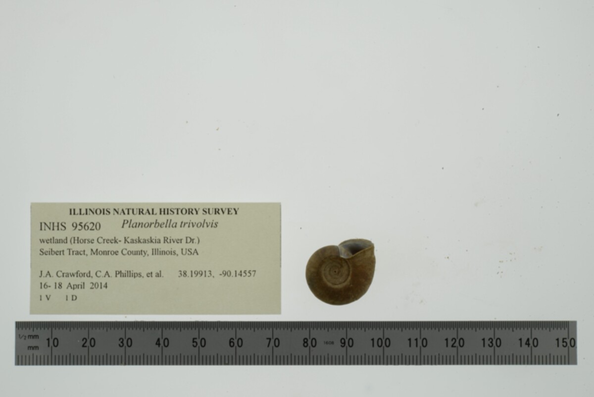 Planorbella trivolvis image