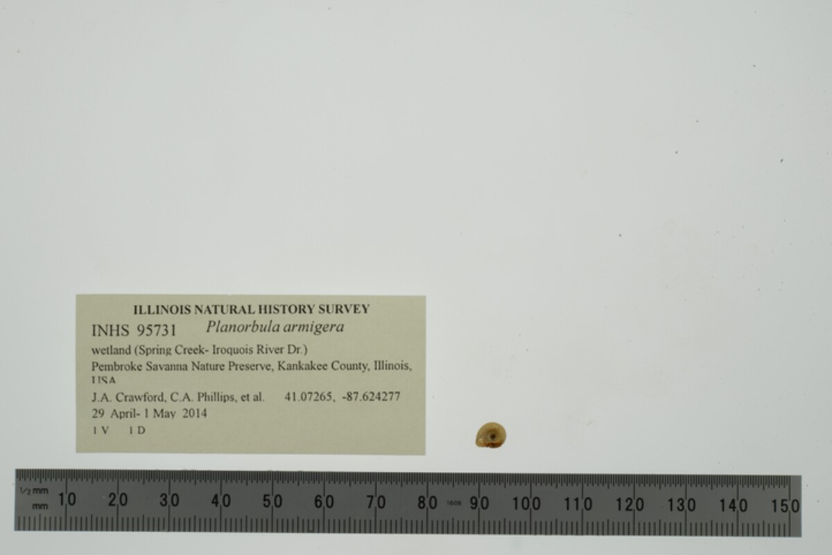 Planorbula armigera image