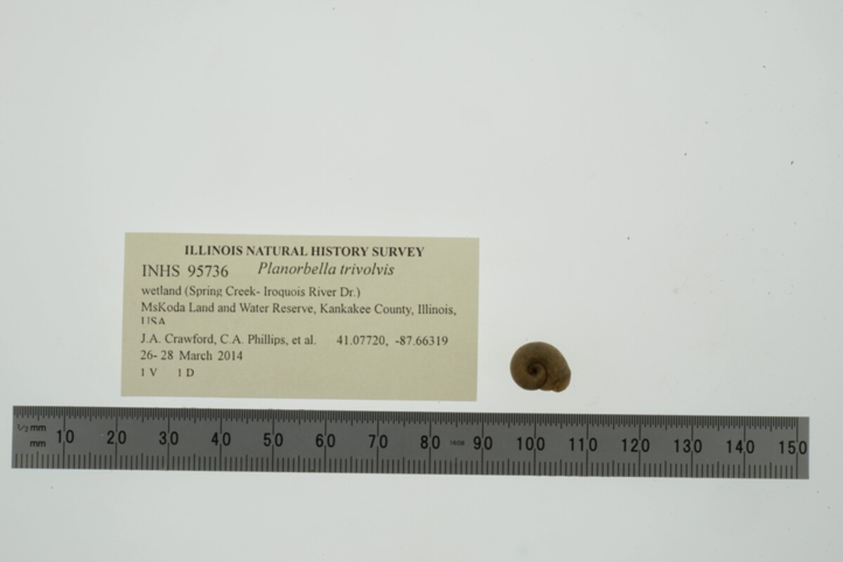 Planorbella trivolvis image