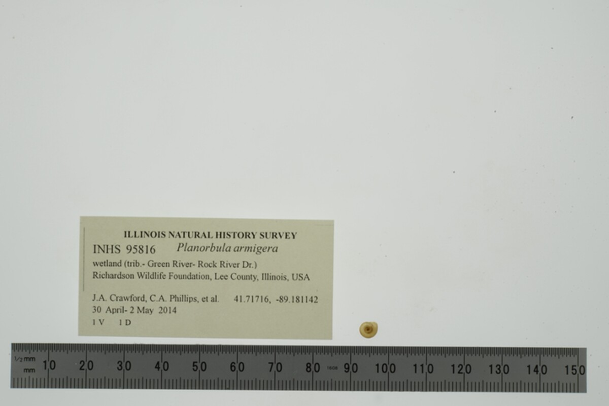 Planorbula armigera image