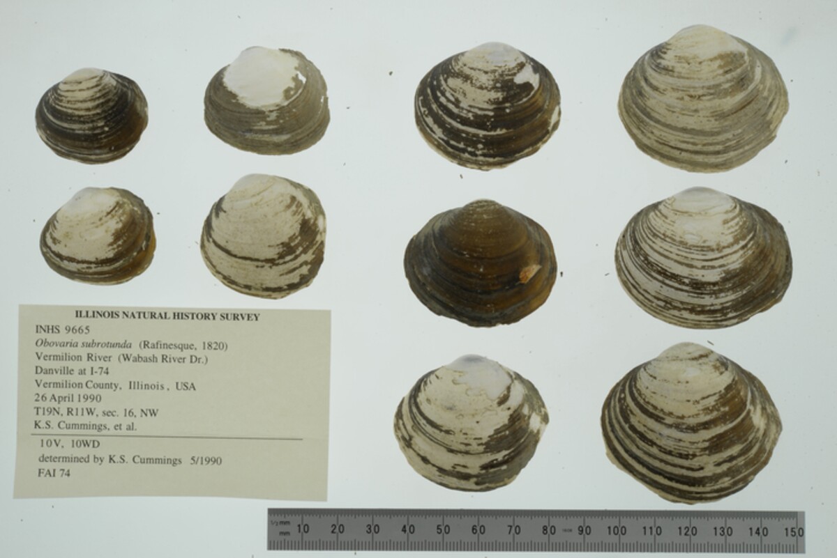 Obovaria subrotunda image