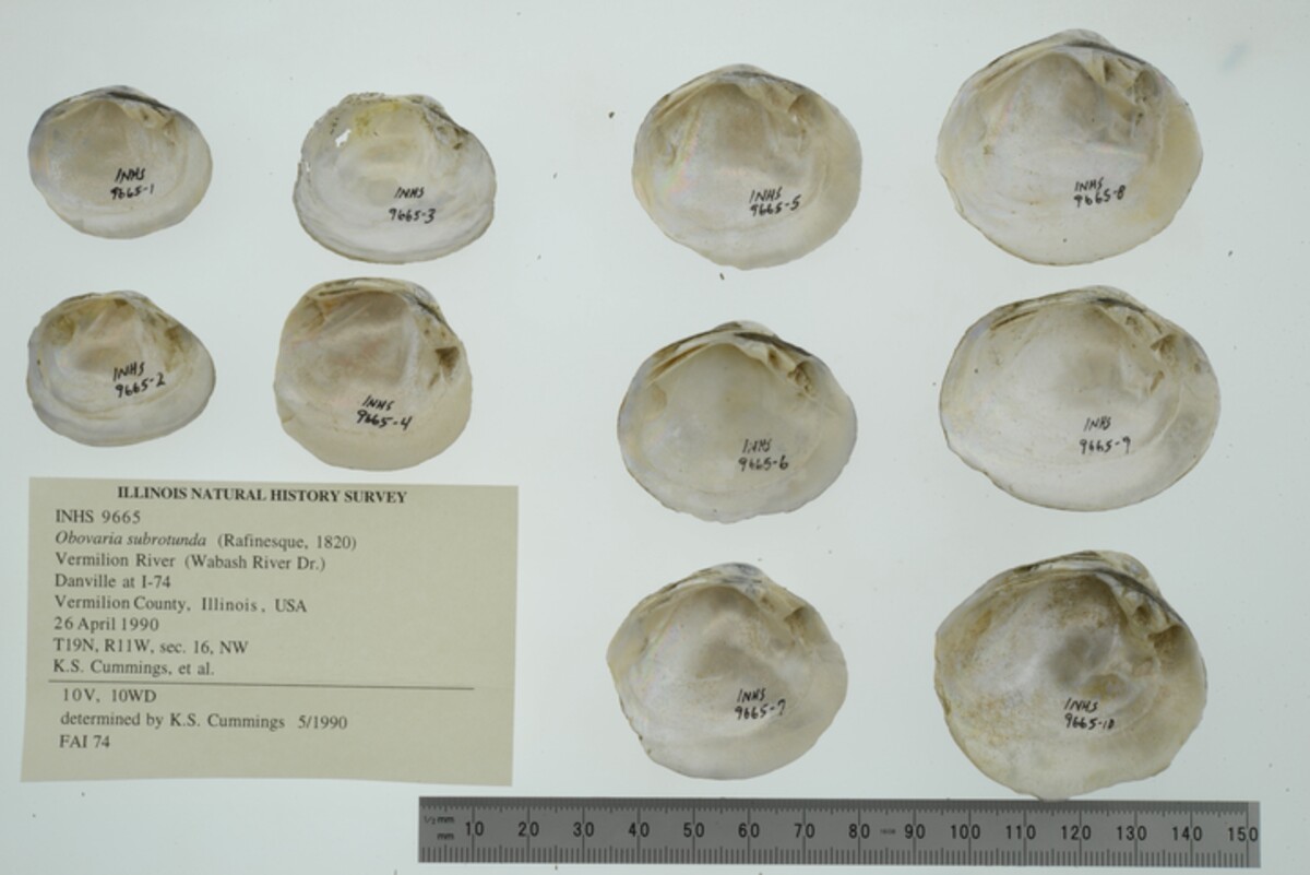 Obovaria subrotunda image