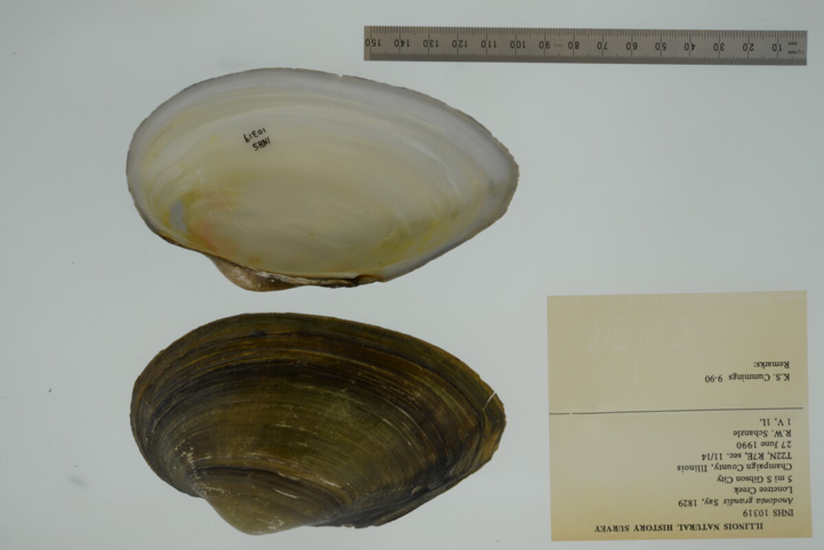 Pyganodon grandis image