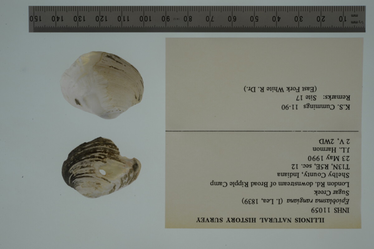 Epioblasma rangiana image