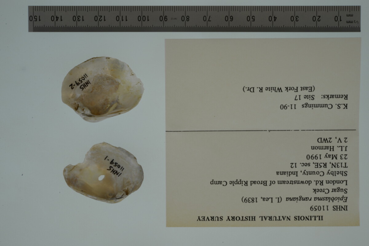 Epioblasma rangiana image