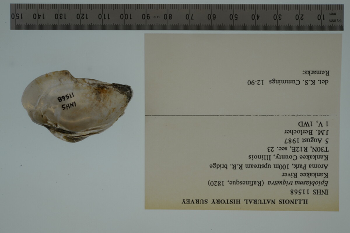 Epioblasma image