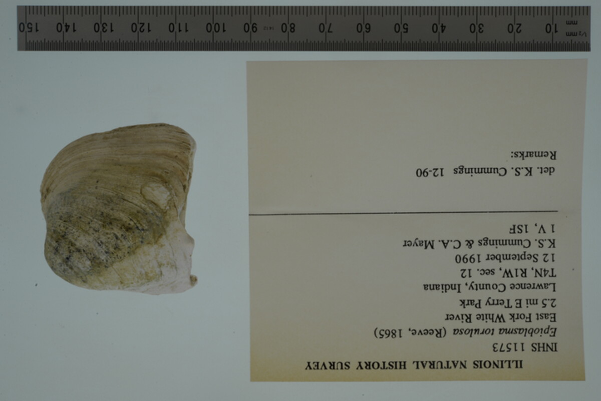 Epioblasma torulosa image