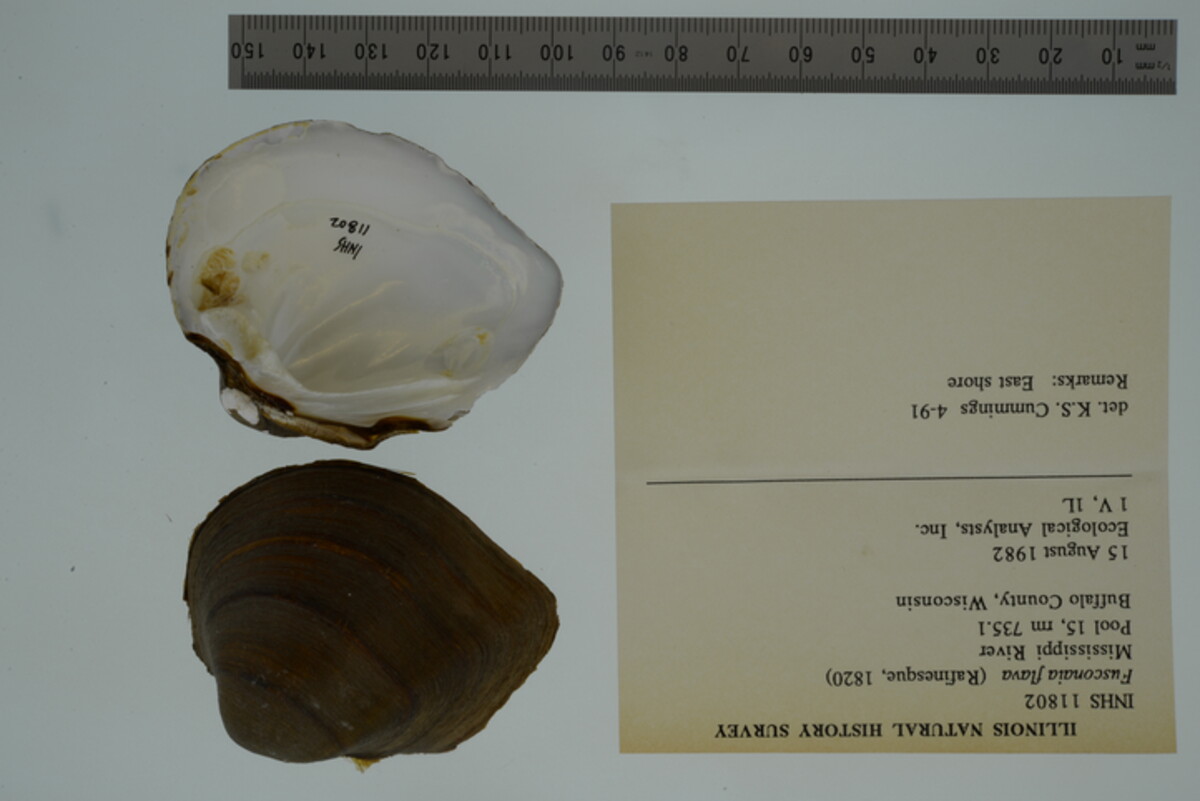 Fusconaia flava image