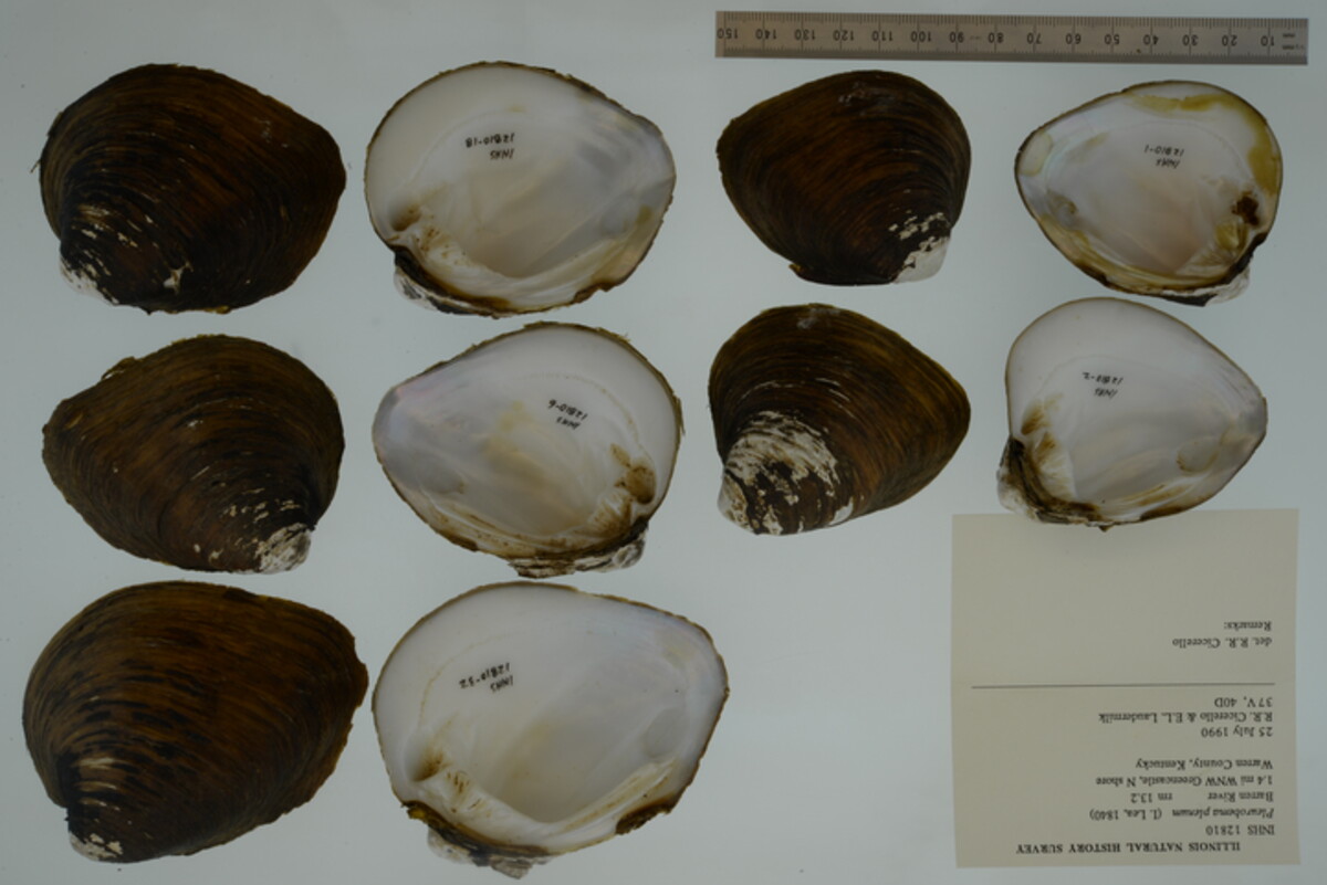 Pleurobema plenum image